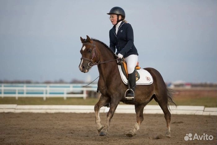 Спортивная кобыла, Уэльский пони, Орлов. ж