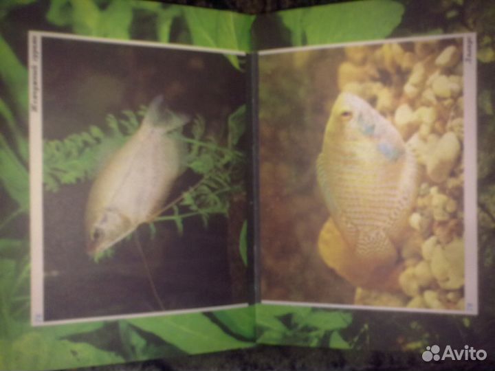 Волшебный мир аквариума