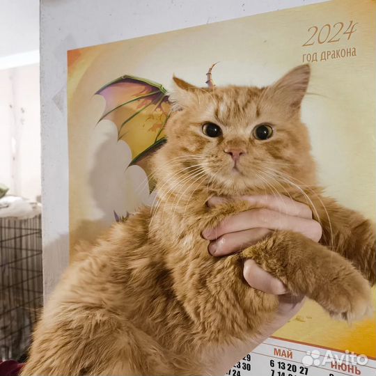 Котик, рыжее солнышко
