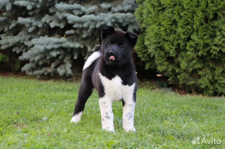 Щенки американской акиты