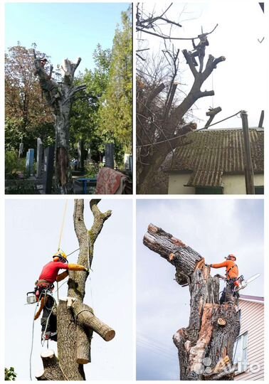 Спил деревьев