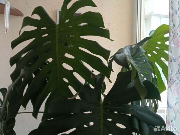 Большая шикарная монстера