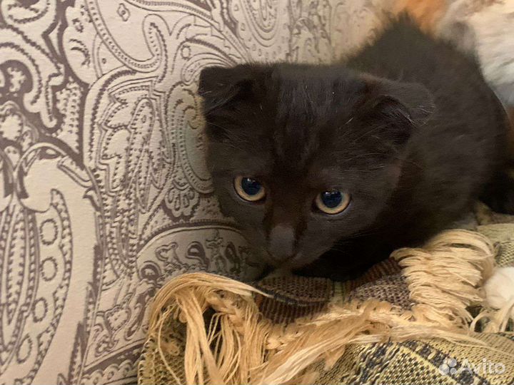Вислоухие котята