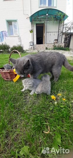 Британские котята