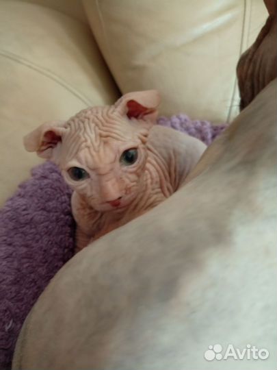 Котята