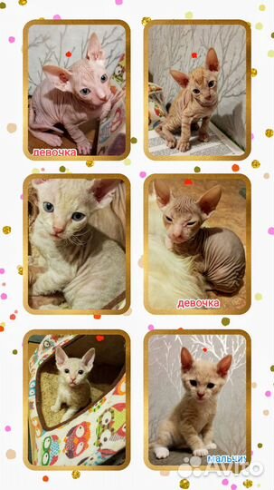 Котята донского сфинкса