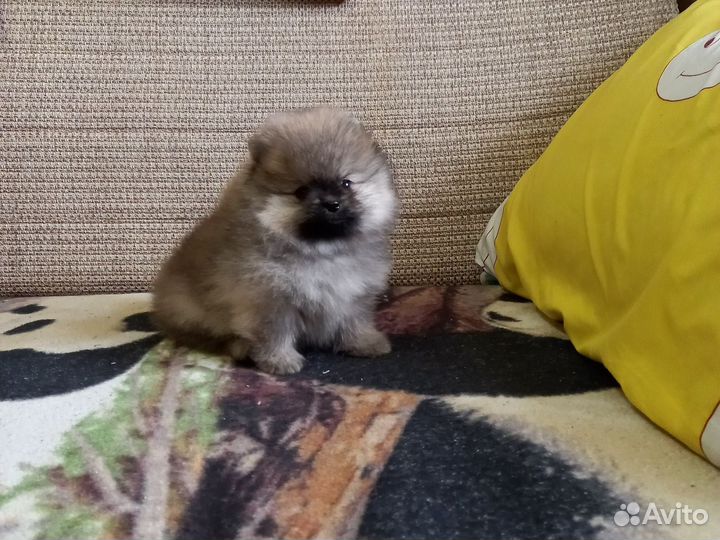 Померанский шпиц
