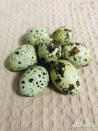 Яйца перепелиные домашние