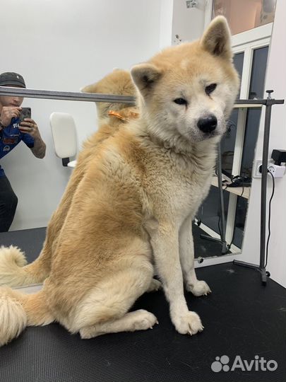 Груминг больших и средних пород