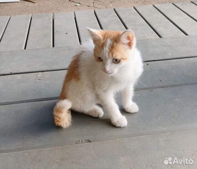 Котёнок Маус ищет хозяина