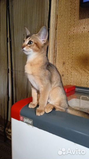Абиссинские котята