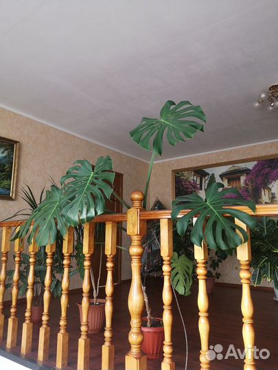 Цветы комнатные