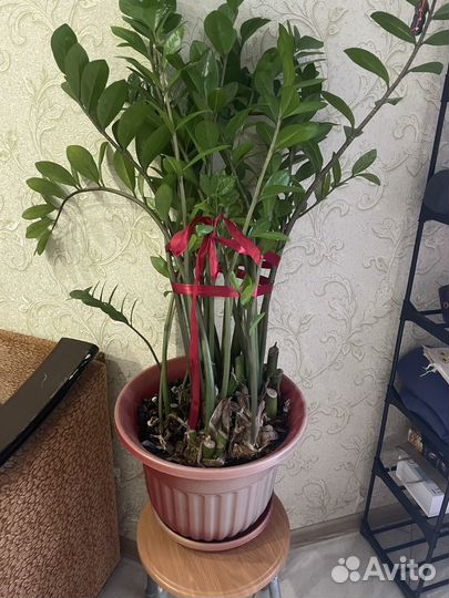 Комнатные растения цветы