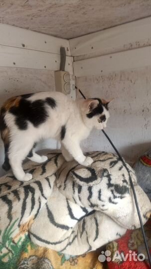 Приют для животных