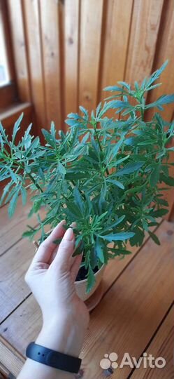 Каланхоэ лациниата(оленьи рожки)