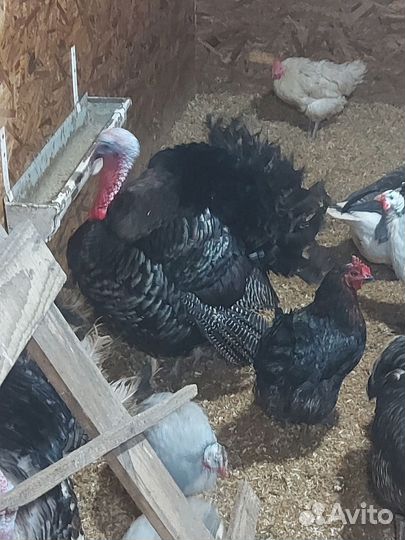 Инкубационное яйцо индейки