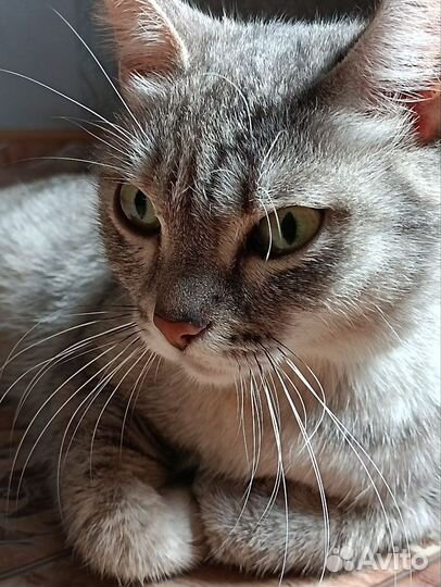 Кошка в добрые ручки