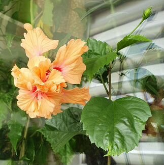 Гибискус сортовый