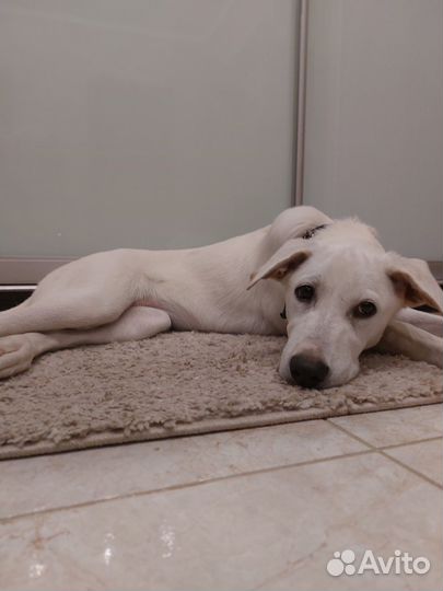 В добрые руки девочка-метис лабрадора