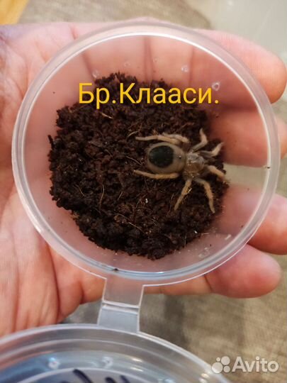 Пауки
