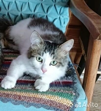 Котик Мишутка
