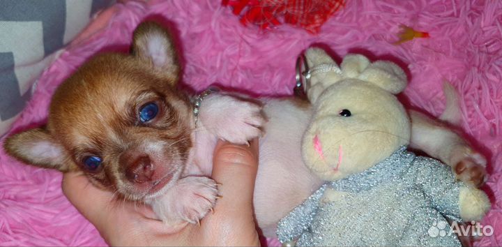 Супер кукольные минюшечки чихуахуа,доставка