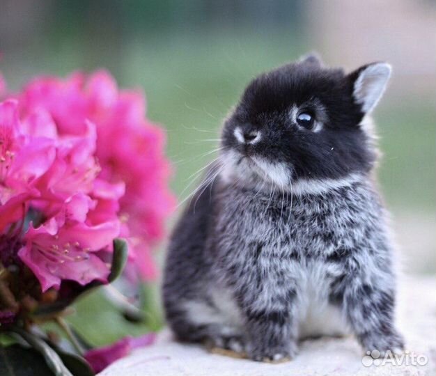 Ручные Карликовые Кролики из Питомника