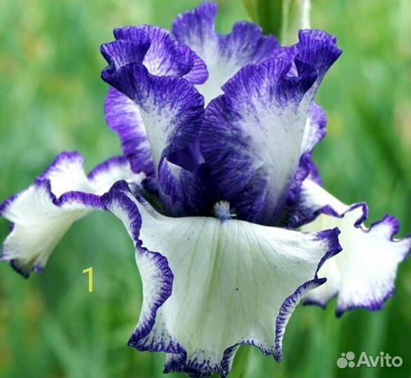 Ирисы бородатые сортовые