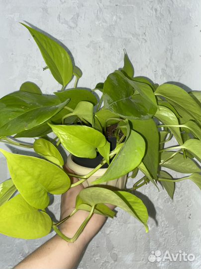 Эпипремнум и сциндапсус срез