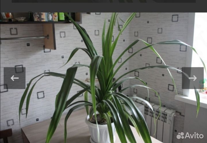 Панданус- цветок винтовая пальма