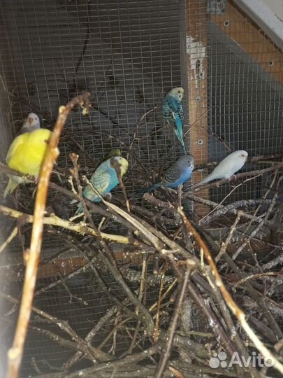 Волнистый попугай