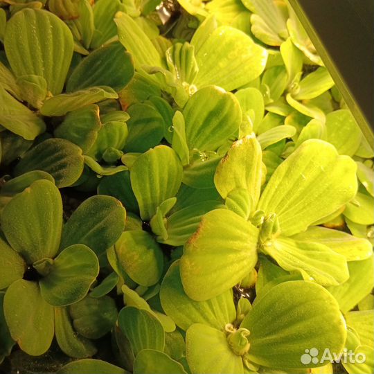 Пистия гигант