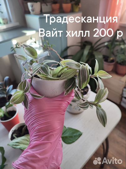 Комнатные цветы амариллис, традесканция, сигнониум