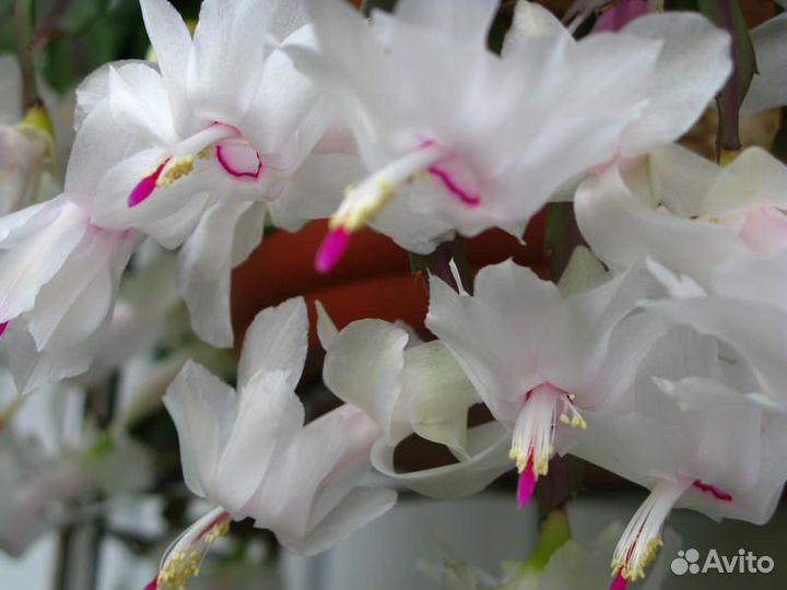 Декабрист белый и красный