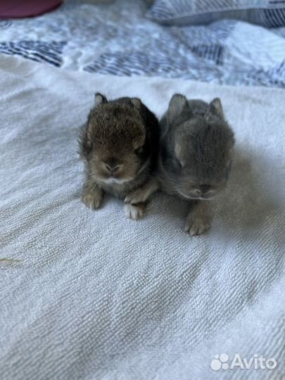 Карликовый кролик