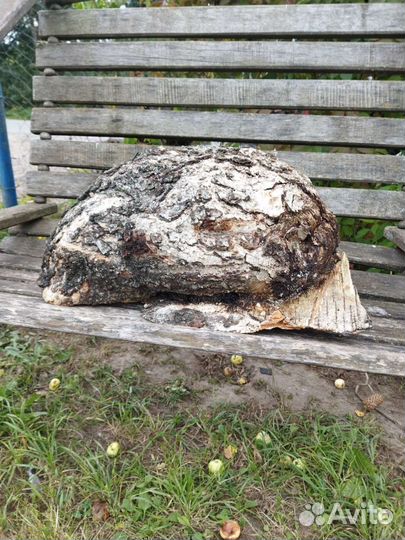 Сувель березовый