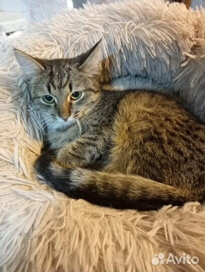 Ищет дом Анечка