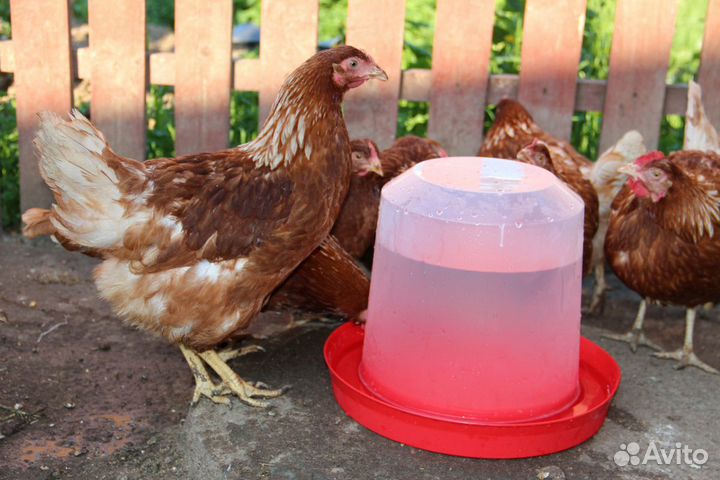 Куры Хайсекс Браун и Ломан Браун крупное яйцо