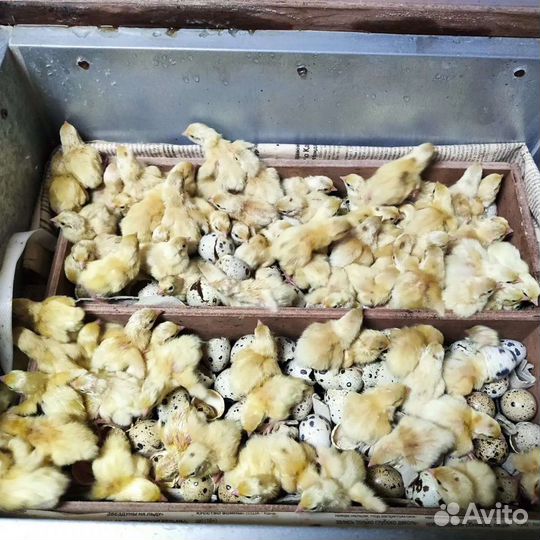 Инкубационное яйцо перепела Дмитриевский