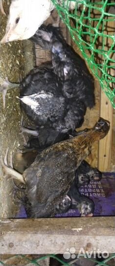 Цыплята Кобб 500,Гусята.Подростки.суточные