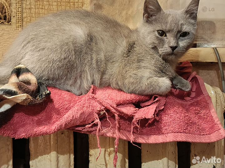 Котёнок в добрые ручки