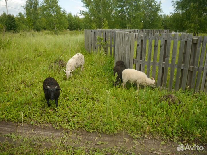Мини барашки