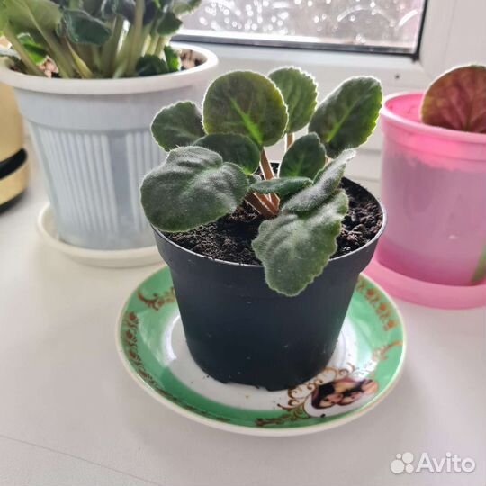 Фиалка фиолетовая комнатная в горшке (росток)