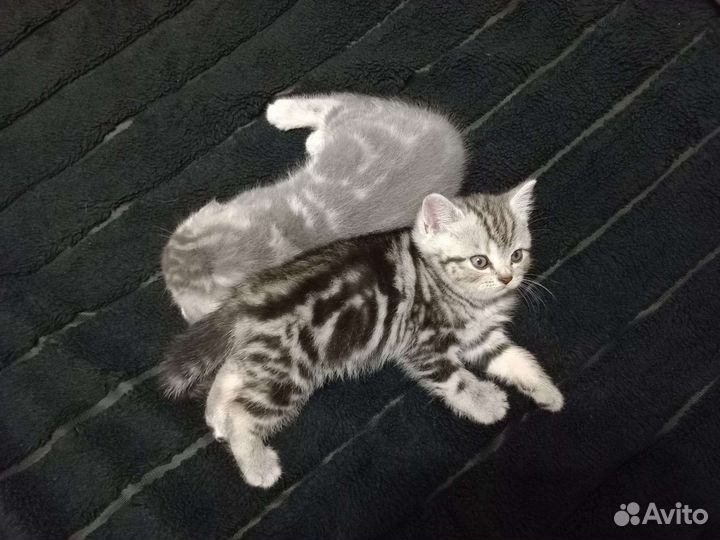 Шотландские котята