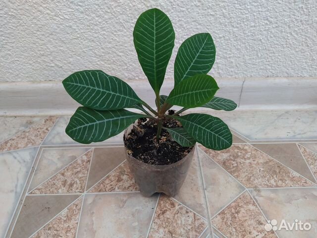 Растение молочай беложилковый