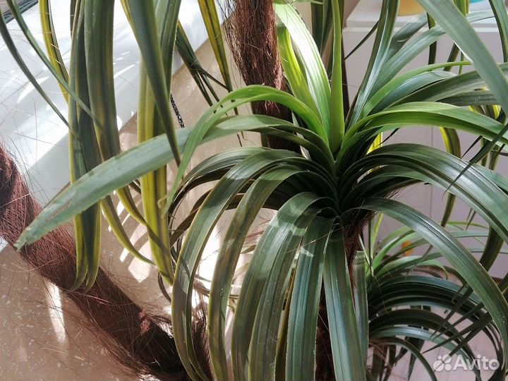 Драцена искусственная. Торг