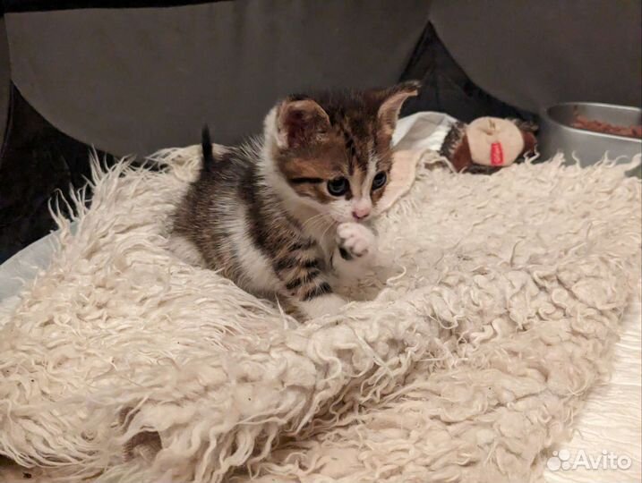 Котята 1 месяц очень нужен дом