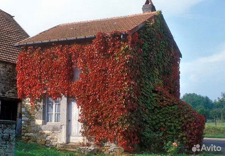 Девичий виноград саженцы