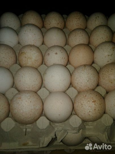 Инкубационное яйцо индейки