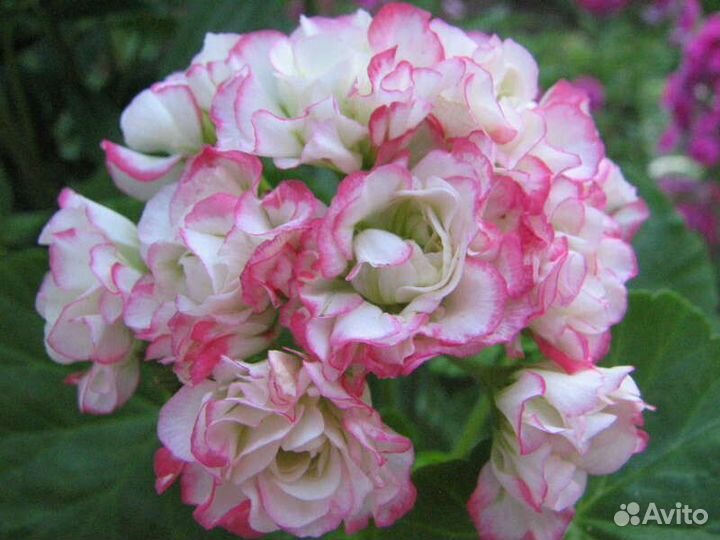 Пеларгония (герань)